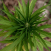 Millionengeschäft Cannabis - Marokkos illegaler Exportschlag