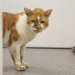 Pets & Docs - Ein Team für Tiere