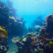Reefs of Hope - Die Korallenretter