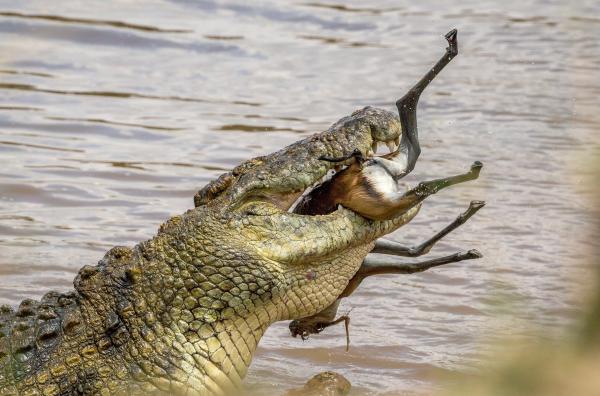 Bild 1 von 4: Ein Nilkrokodil verschlingt seine Beute. Es ist das größte Süßwasserraubtier Afrikas.