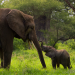 Afrikas Ikonen der Tierwelt