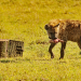 Hyänen - Die Königinnen der Masai Mara