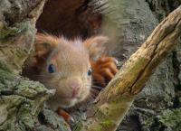 Big Five Südamerika