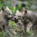 Wolfswege