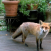 Die 30 tollsten Berliner Wildtiere