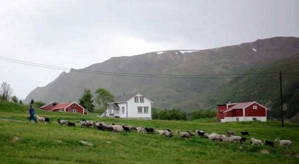 Bild 1 von 8: Während des Frühlings treiben viele Schafszüchter ihre Tiere in die Berge. Dort bleiben diese den Sommer über.