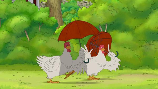 Bild 1 von 3: Die Sonne scheint so heiß, dass sich die Hühner mit Sonnenschirmen schützen müssen.