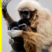 Eisbär, Affe & Co