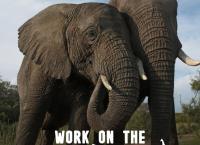 Team Wildlife Südafrika