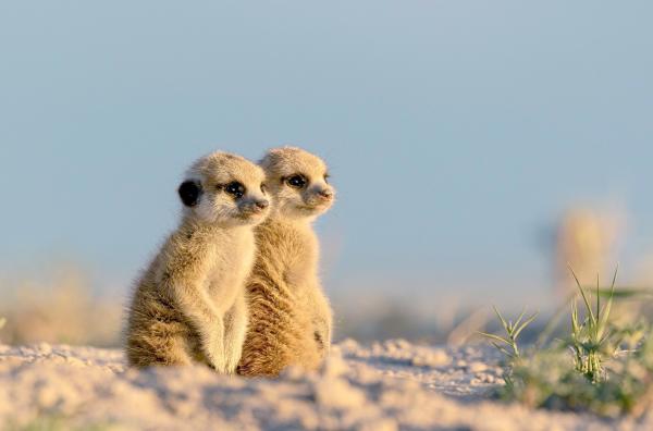 Bild 1 von 6: Zwei junge Erdmännchen warten im Sonnenuntergang auf die Rückkehr ihrer Kolonie.