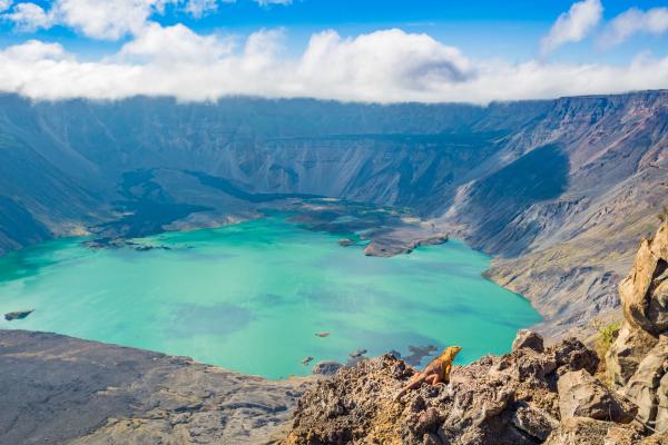 Bild 1 von 13: Die Vulkaninsel Fernandina gehört zum Galápagos-Archipel. In ihrem Zentrum bietet der La Cumbre Vulkan einen besonderen Service für Landleguane an: Er brütet die Eier der Echsen aus.