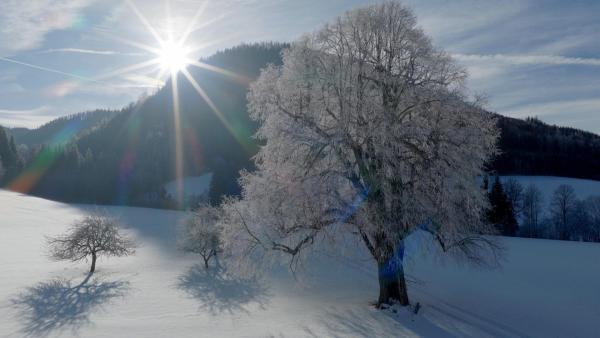 Bild 1 von 12: Im Bild: Alte Linde mit Raureif in Stübming.