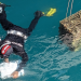 Neue Fische fürs Mittelmeer