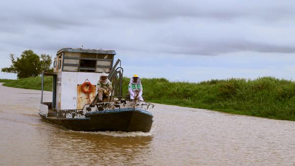 Bild 1 von 4: Durch die sich immer weiter ausbreitende Soja-Monokultur, bei der starke Pestizide eingesetzt werden, bleibt den Imkern nichts anderes übrig als ihre Bienenstöcke einmal im Jahr an eine andere Stelle am Río Paranà Fluss umzusiedeln.