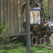 Rettet die Wälder!