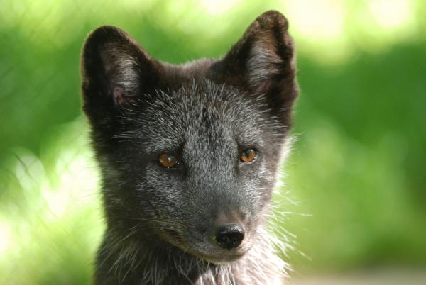 Bild 1 von 1: Ein Polarfuchs.