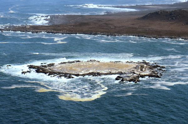 Bild 1 von 4: Die Insel Malgas beherbergt eine der größten Vogelkolonien Südafrikas. Der Name bedeutet auf Afrikaans ?verrückte Gans?.
