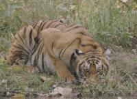 Tracker Diaries - Die Tiger von Nepal