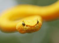 Die tödlichsten Schlangen der Welt