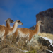 Wildes Patagonien