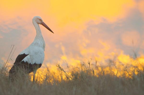 Bild 1 von 5: Ein Weißstorch steht vor einem Flächenbrand.
