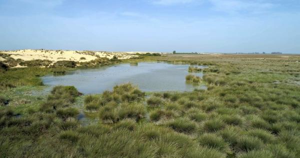 Bild 1 von 15: Die Sanddünen reichen bis an den Rand des Sumpfgebietes.