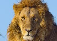 Afrikas Ikonen der Tierwelt