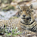 Guyana - Der Weg des Jaguars