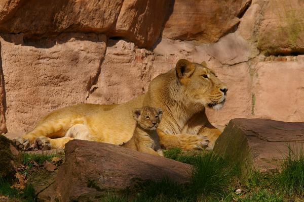 Bild 1 von 3: Eine Indische Löwin mit Jungen.