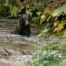 Ein Sommer in Alaska