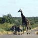 Zu Gast im Süden Afrikas