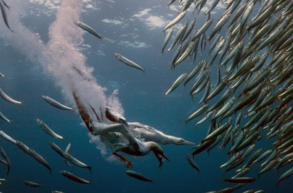 Bild 1 von 5: Kaptölpel auf Beutejagd: Die Sardinen dienen den Meeresvögeln als wichtige Nahrungsquelle und sichern ihr Überleben.
