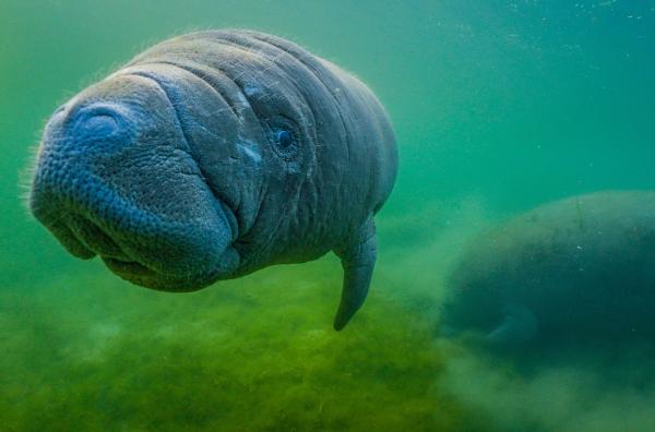 Bild 1 von 6: In Florida schafft eine private Initiative Lebensräume für vom Aussterben bedrohte Seekühe.