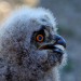 Abenteuer Wildnis