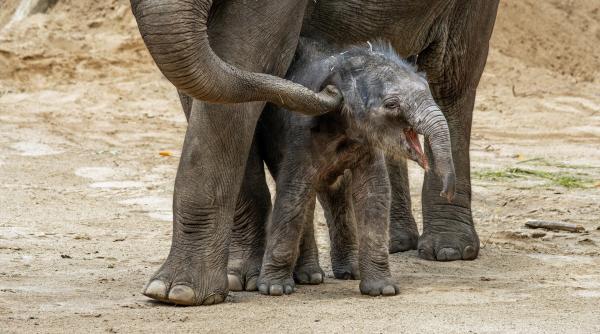 Bild 1 von 5: Leev Ma Rie, geboren im Juni 2020, ist das Nesthäkchen der Asiatischen Elefanten im Kölner Zoo.