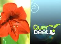 Querbeet