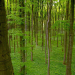 Unsere Wälder - Die Sprache der Bäume
