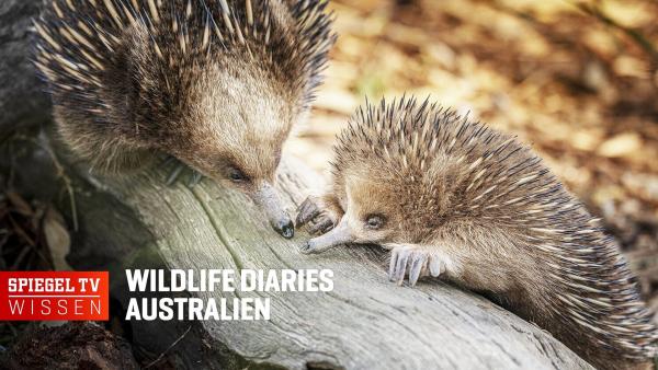 Wildlife Diaries Australien