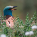 Wildes Italien