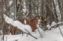 Der Sibirische Tiger