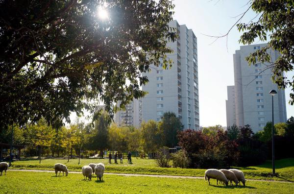 Bild 1 von 6: Julie-Lou findet Rasenflächen zwischen Hochhäusern in der Pariser Vorstadt, auf denen ihre Schafe weiden können.