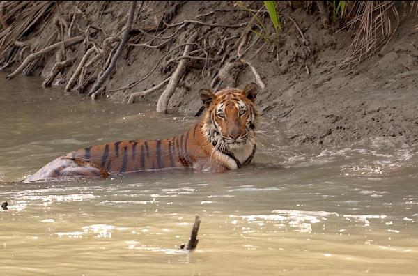 Bild 1 von 6: Der Mangrovenwald der Sundarbans ist eines der letzten natürlichen Rückzugsgebiete des Bengaltigers, doch die regelmäßige Anwesenheit von Fischern führt zu zahlreichen, oft tödlichen Angriffen.