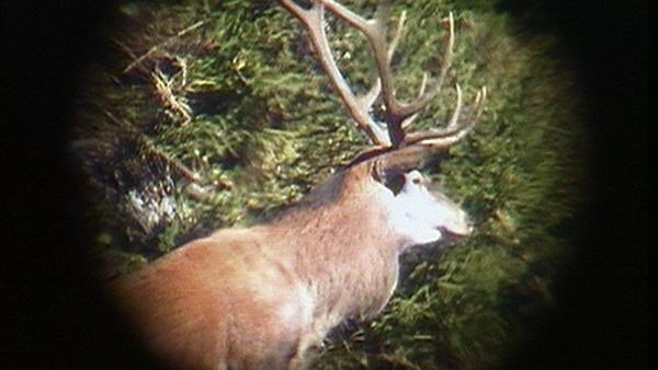 Bild 1 von 9: Einen Hirsch zu erlegen ist nicht einfach, aber das Geweih eine begehrte Trophäe.