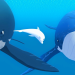 Zoom - Der weiße Delfin