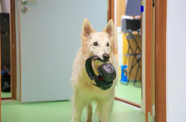 Bild 1 von 3: Wie viel menschliche Sprache können Hunde tatsächlich verstehen? Eine breit angelegte Studie soll der Kommunikation zwischen Mensch und Hund auf den Grund gehen.