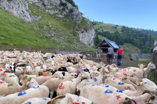 Bild 1 von 1: Der Bär ist in den Wäldern der Pyrenäen zurück, vor allem in der Ariège und der Haute-Garonne. Für die Schäferinnen und Schäfer sind die Monate auf den Hochweiden geprägt von Sorge und Angst, Tiere durch Angriffe zu verlieren.