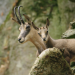 Auf der Jagd - Wem gehört die Natur?