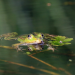 Im Reich des Froschkönigs