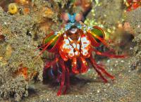 Tierische Blitzattacken