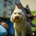 Unsere Hundeschule
